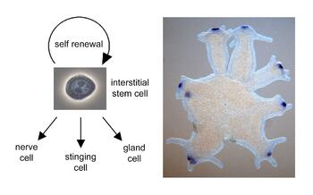 hobmayer_i hobmayer_i