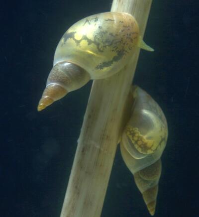 Spitzschlammschnecke-OS