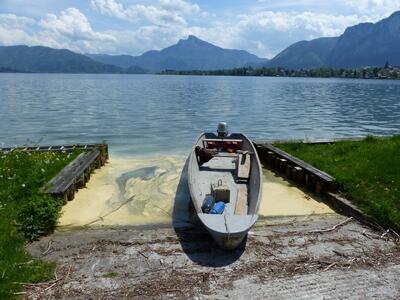 Pollenteppich am Mondsee-2015-ILIM