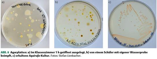 Bakterienkulturen im Sparkling Science Projeekt-Lienbacher