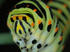 Papilio machaon 1