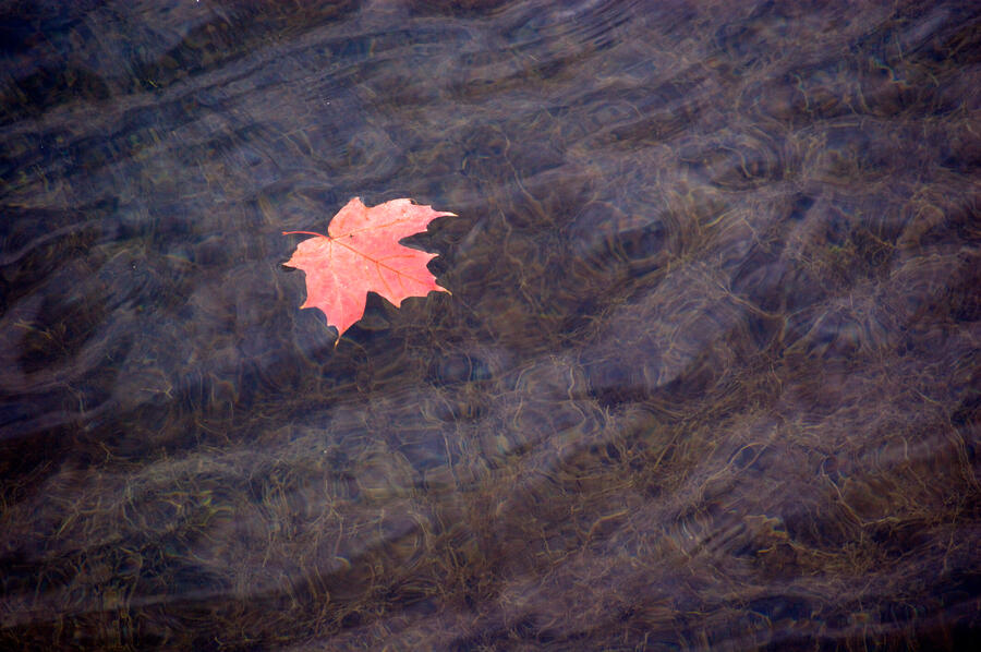 FotoAhornblattPreisverleihung23