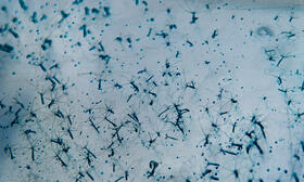 ARDRE Scientific Network