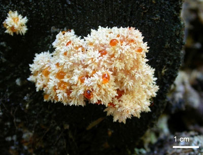 Hericium Coralloides Foto