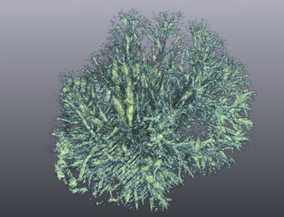 3D-Rekonstruktion von Hericium coralloides