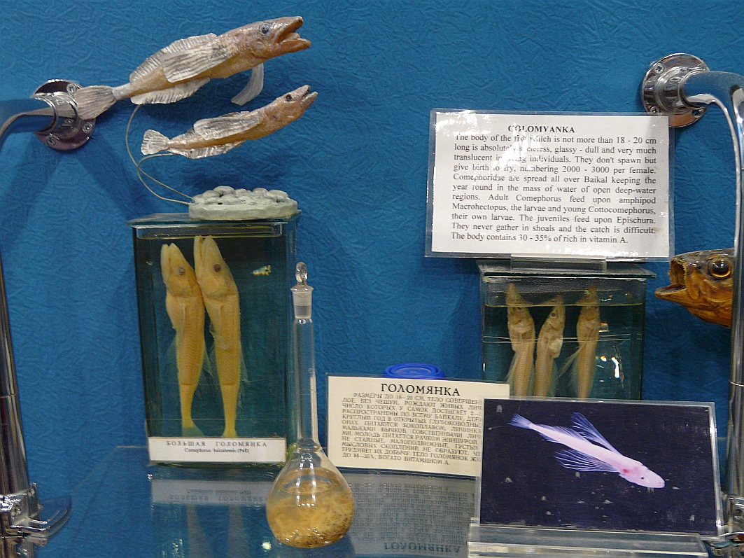 Golomyanka-Baikal-Oelfisch