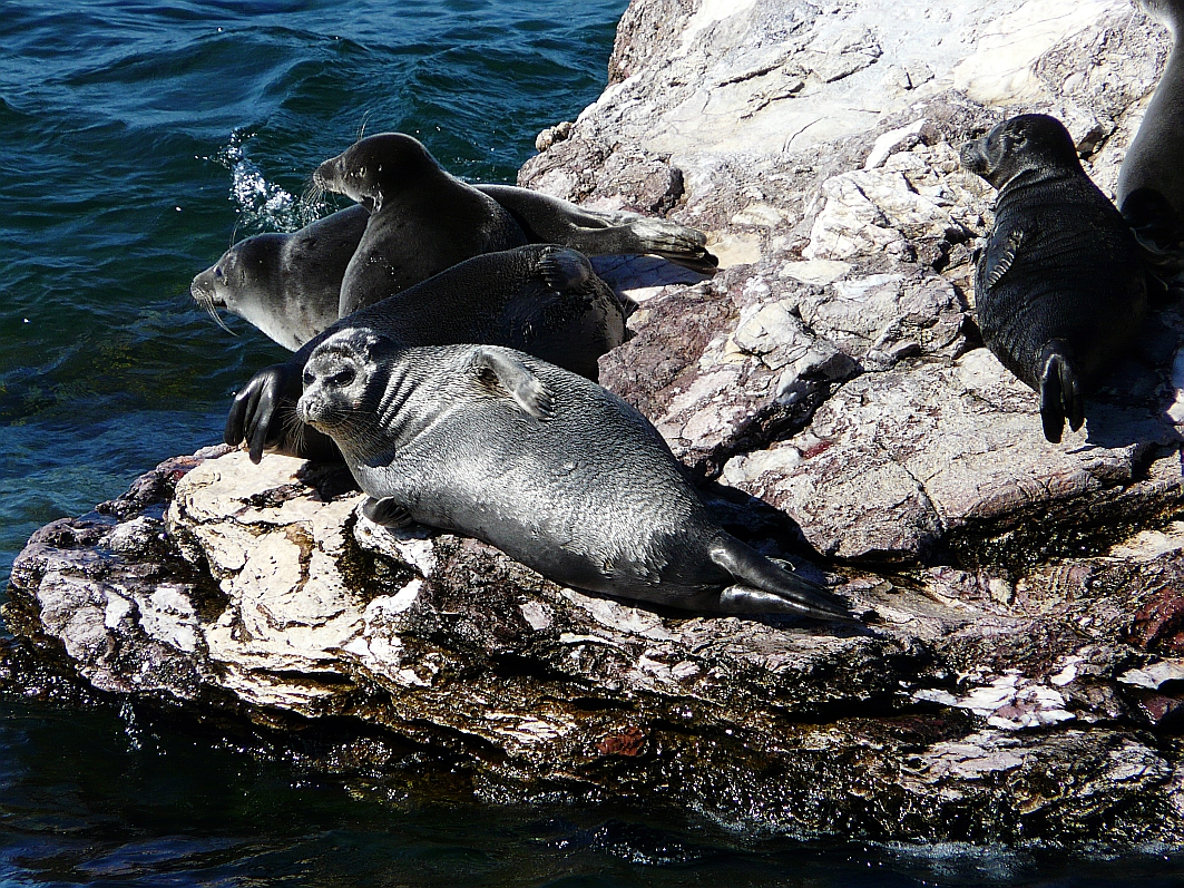Baikalrobben (Nerpa-Pusa sibirica)