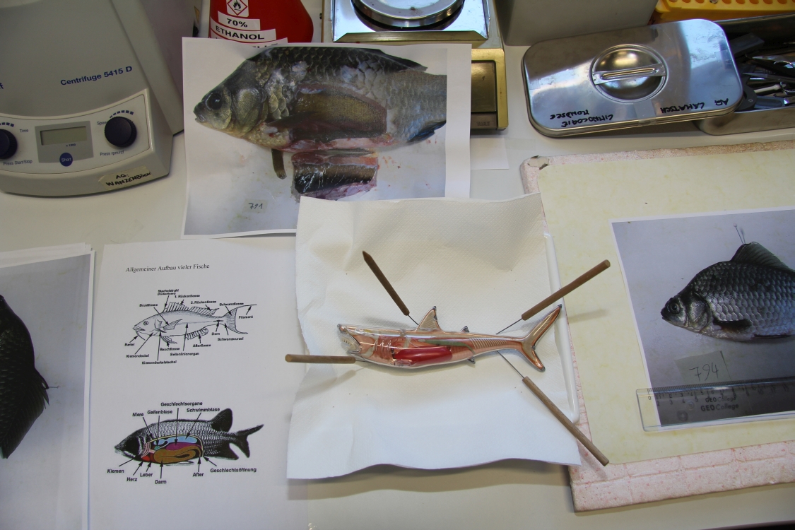 Aliens in unseren Gewaessern-Fische