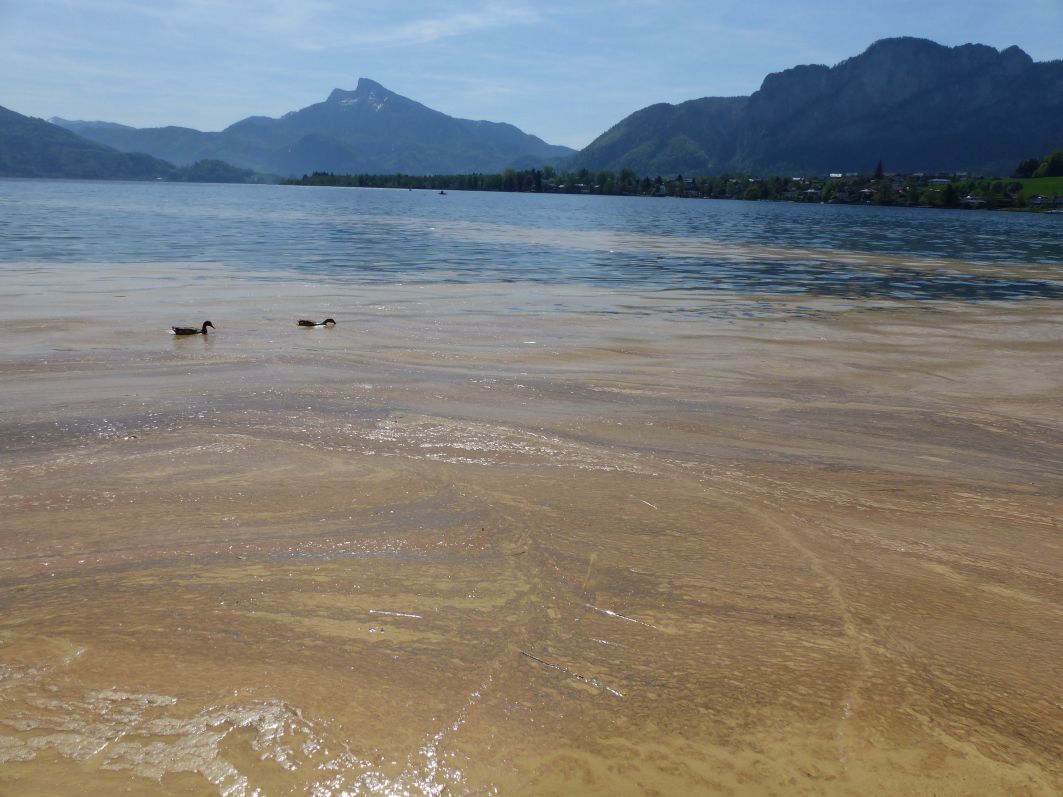 Pollenflug 2018-ILIM1