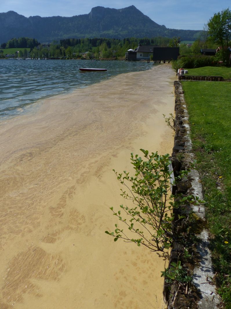 Pollenflug 2018-ILIM