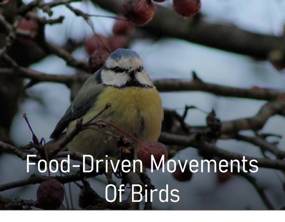 Project_Bird_movements