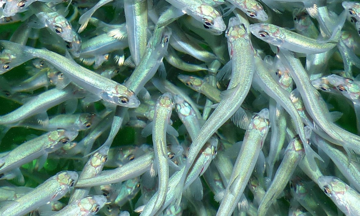 Fische
