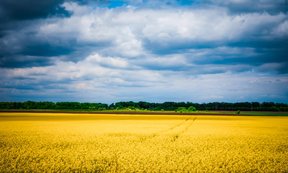 Weizenfeld mit blauem Himmel, symbolisiert die ukrainische Nationalflagge