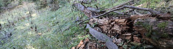 Highly decomposed lying deadwood