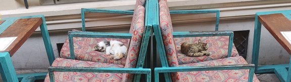 Cats in Tbilisi (Georgia, 2024)