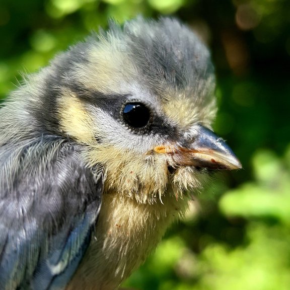 young blue tit