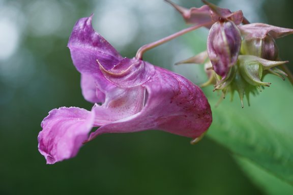 Blüte des Drüsigen Springkrautes