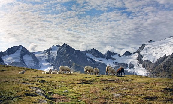 Hohe Mut mit Schafen und Bergen