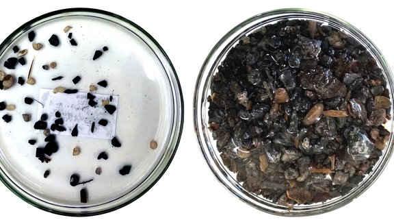 Verkohlte und unverkohlte Pflanzenreste der Hallstattzeit aus dem Bohrkern