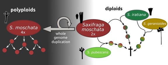 Graphical abstract: Homoploid hybrids are common but evolutionary dead ends, whereas polyploidy is not linked to hybridization in a group of Pyrenean saxifrages