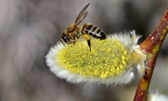 pollen_news