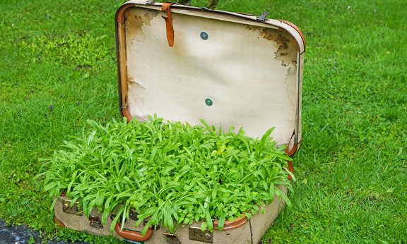 Pflanzen in einem Koffer