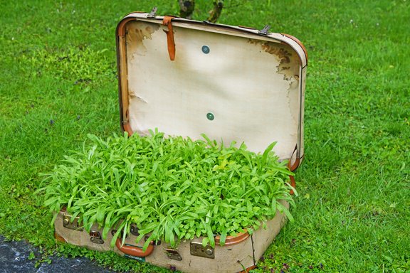 Pflanzen in einem Koffer