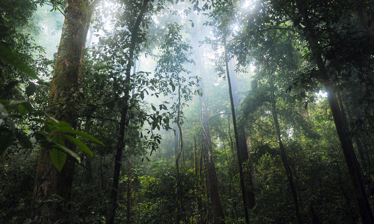 Tropischer Regenwald