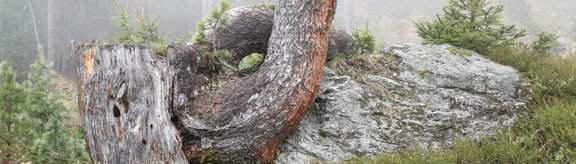 Stump provides microsites