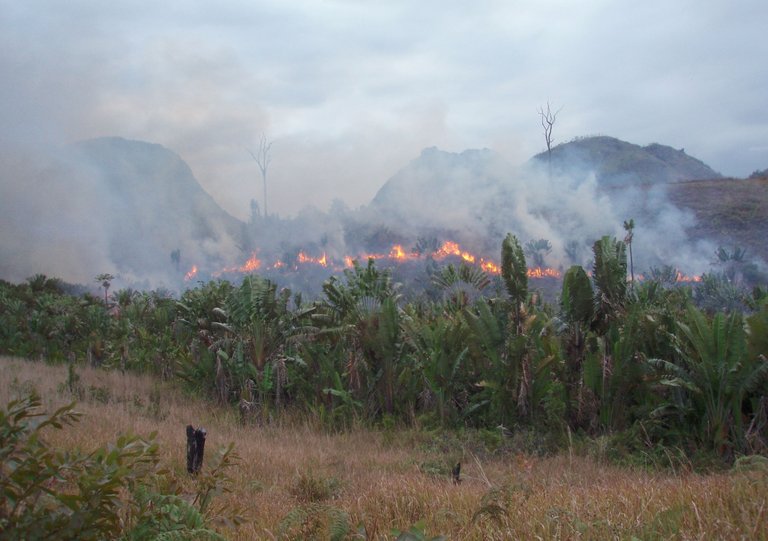 Brennender Wald in Madagaskar