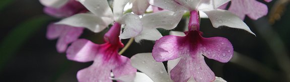 Blüten der Orchidee Calanthe