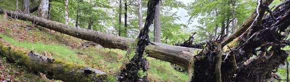 Uprooted tree in a montane fir-spruce-beech forest