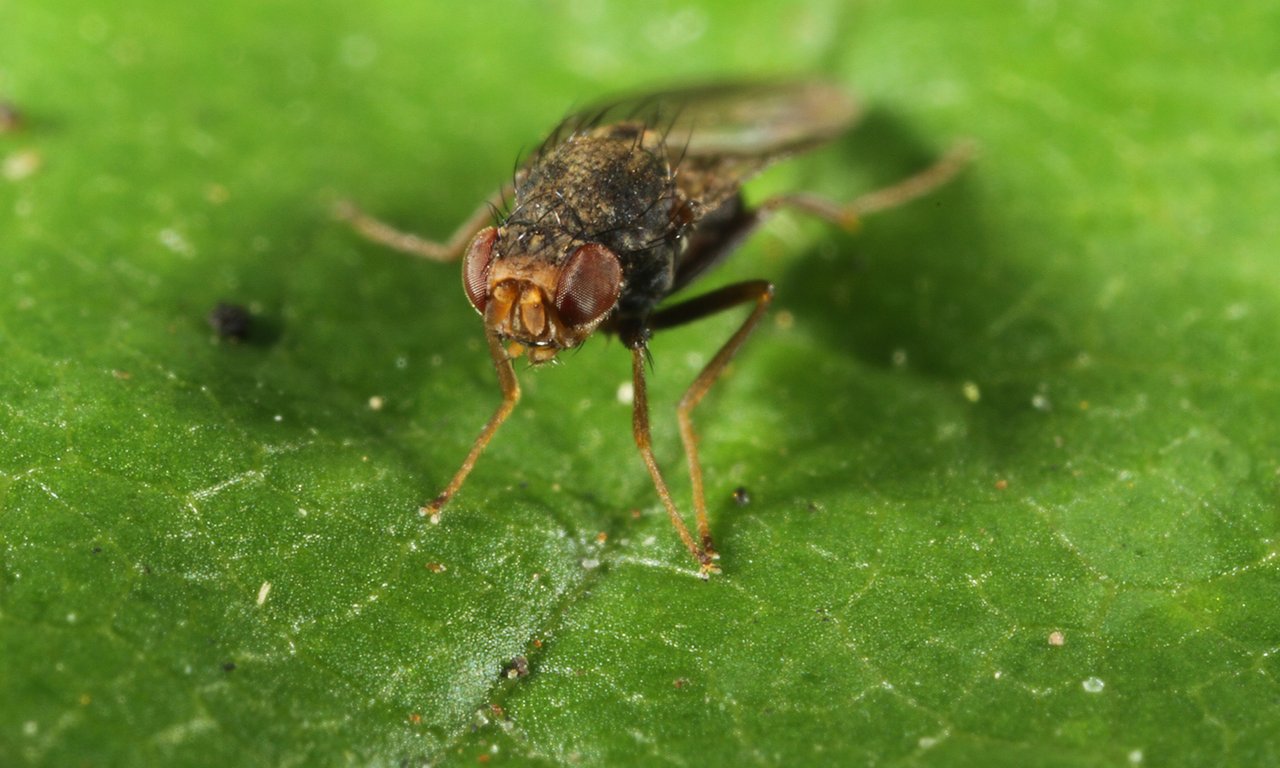 Taufliege Drosophila nigrosparsa