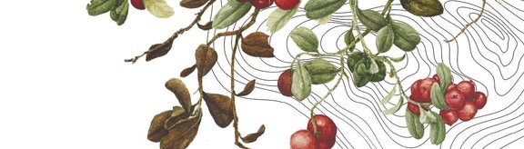 Preiselbeere2 schmal