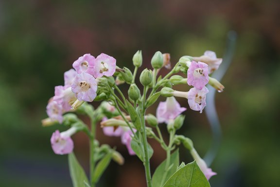 Blüten einer Takakpflanze
