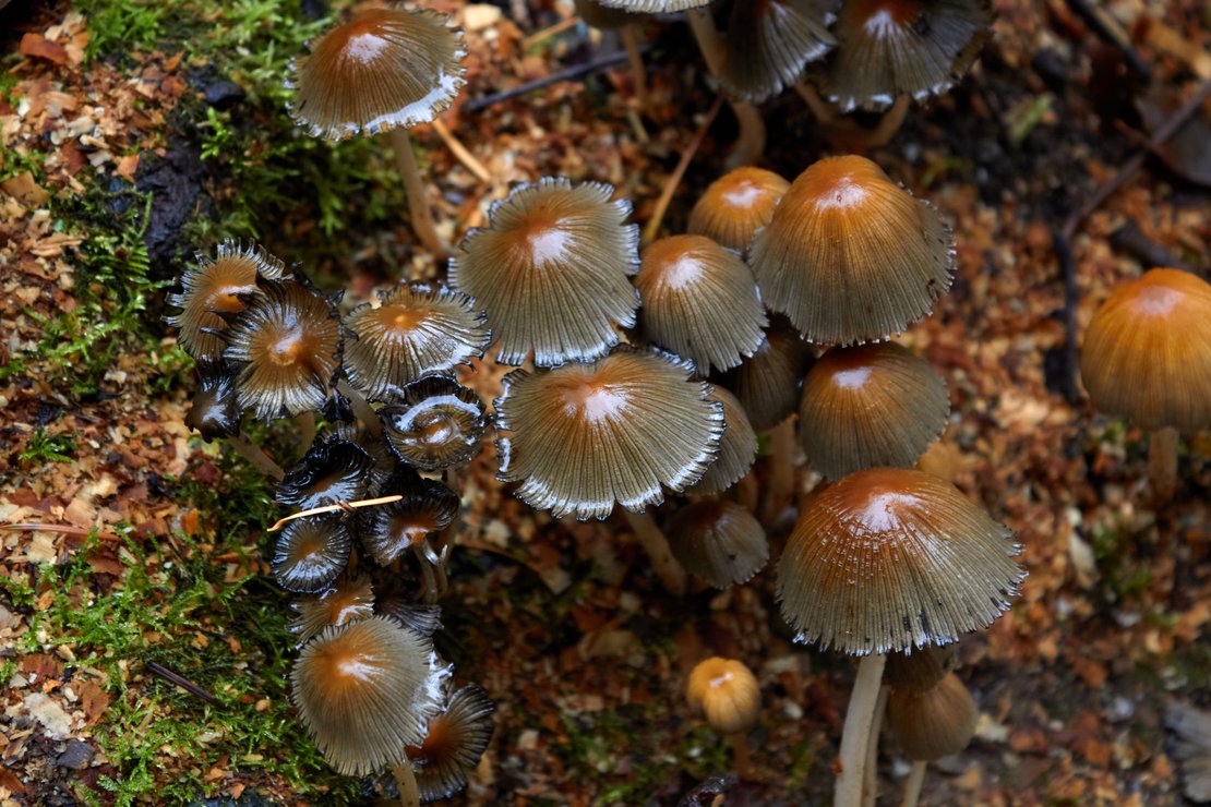 Eine Gruppe glänzender Pilze, die zwischen Moos wachsen