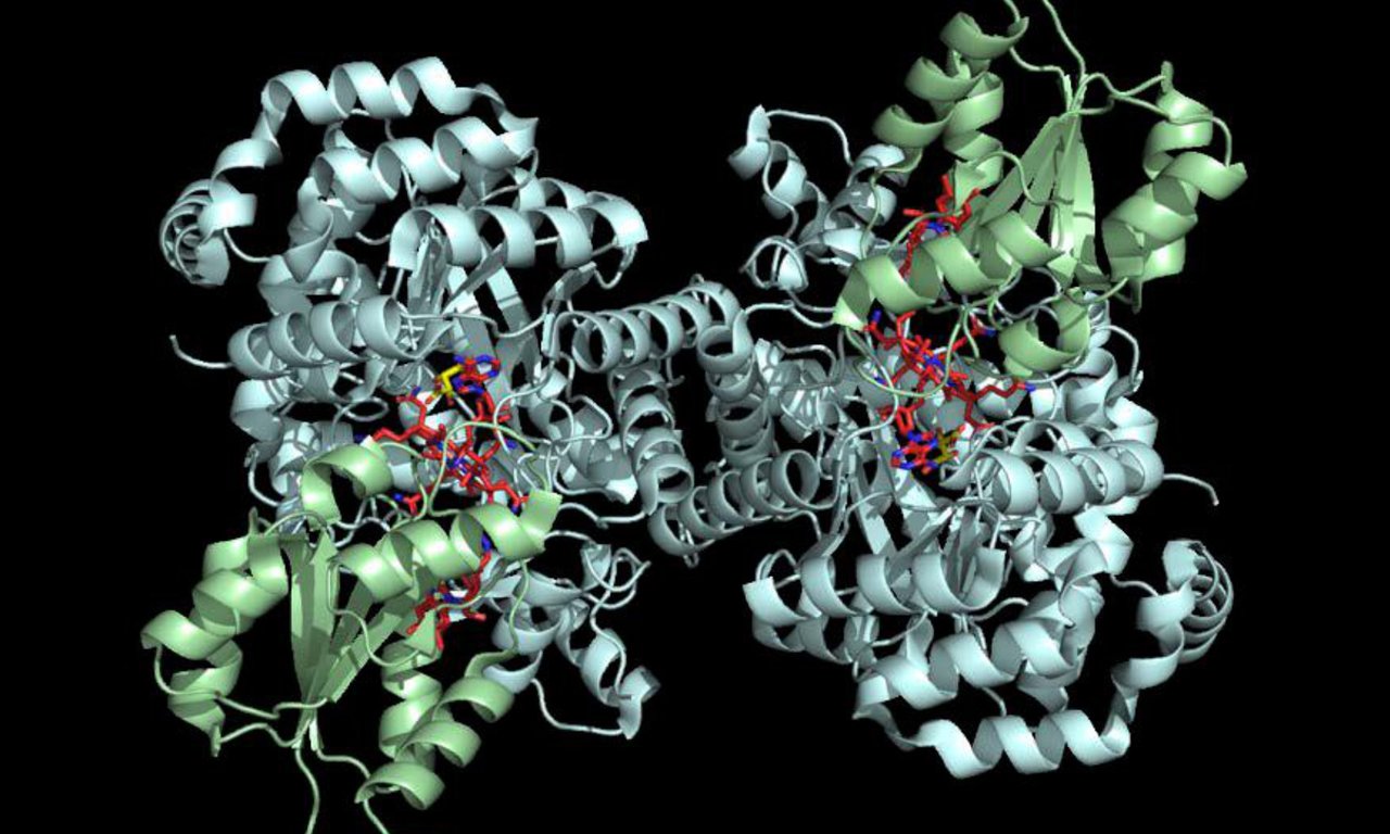 Kristallstruktur der Glutamat Mutase