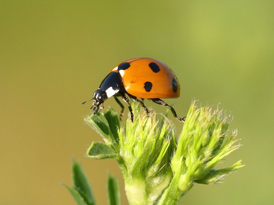 Siebenpunkt-Marienkäfer