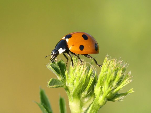 Siebenpunkt-Marienkäfer