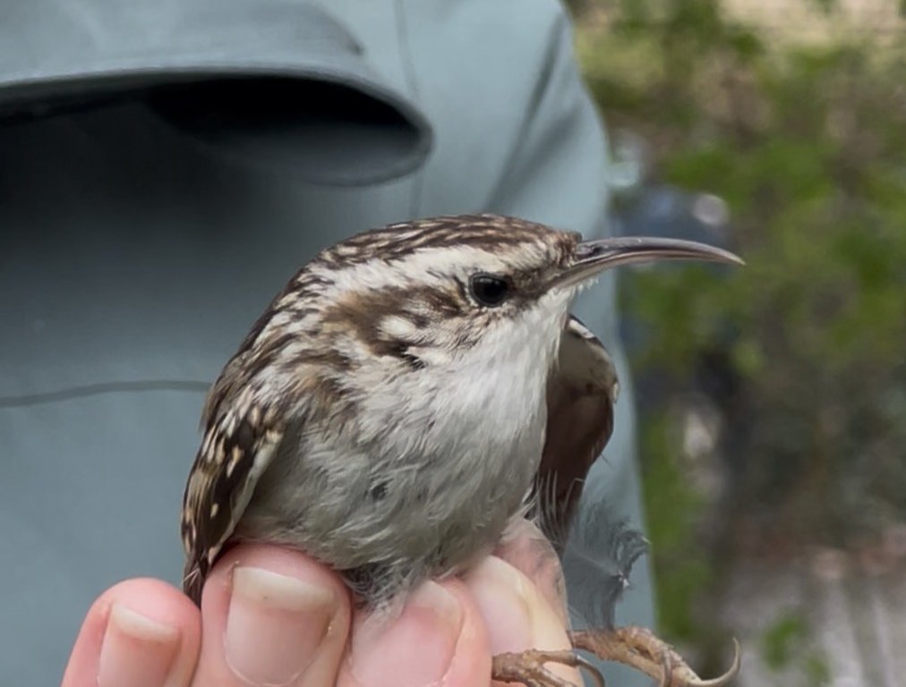 Eine Hand hält einen Vogel an den Beinen fest