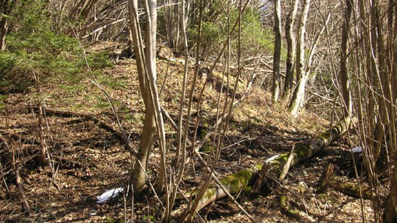 zwischen Gramart und Höttinger Graben