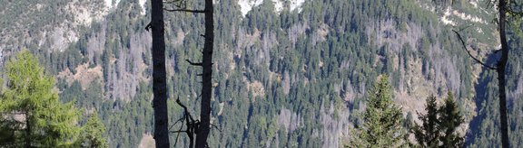 Dead spruce trees caused by bark beetle