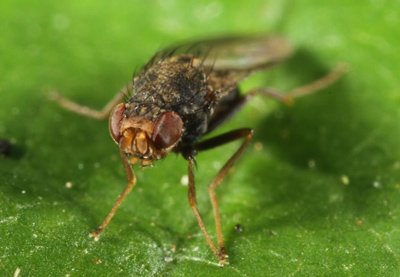 Drosophila nigrosparsa