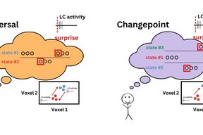 Role of the LC/NE system in flexible learning: An MRI investigation
