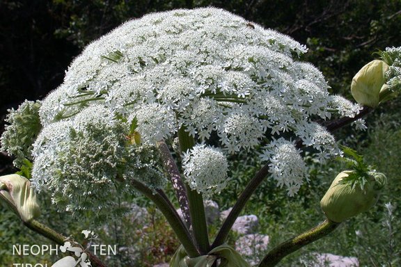 Blütenstand von Heracleum mantegazzianum