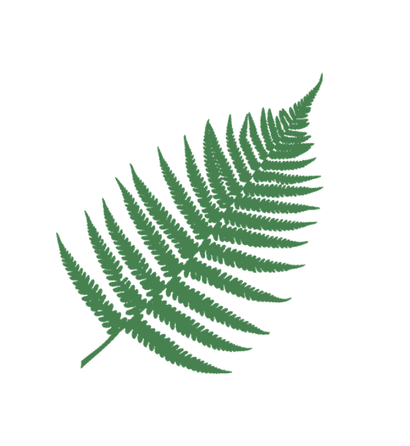 Grüner Farn rechts ausgerichtet