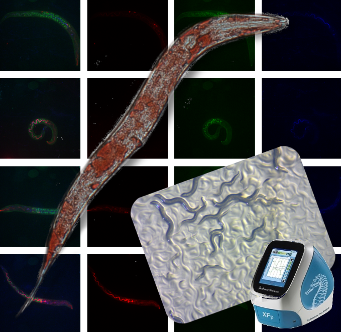 Abbildung: C.elegans als Modellorganismus