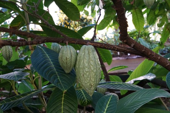Theobroma cacao, Kakaopflanze
