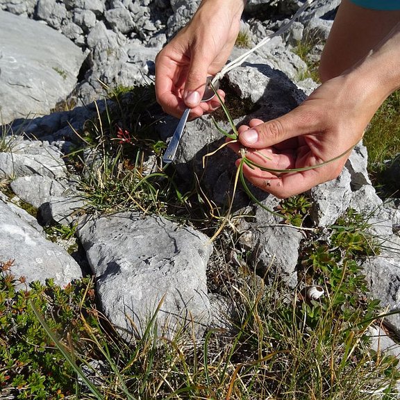 Role of genome_collecting plants in the field