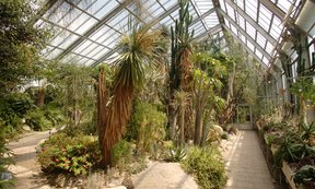 Blick in das Tropenhaus im Botanischen Garten